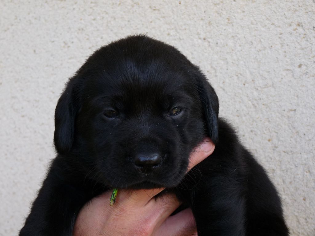 Du Myhte De Sanna - Chiots disponibles - Labrador Retriever