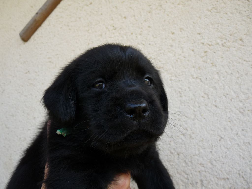Du Myhte De Sanna - Chiots disponibles - Labrador Retriever