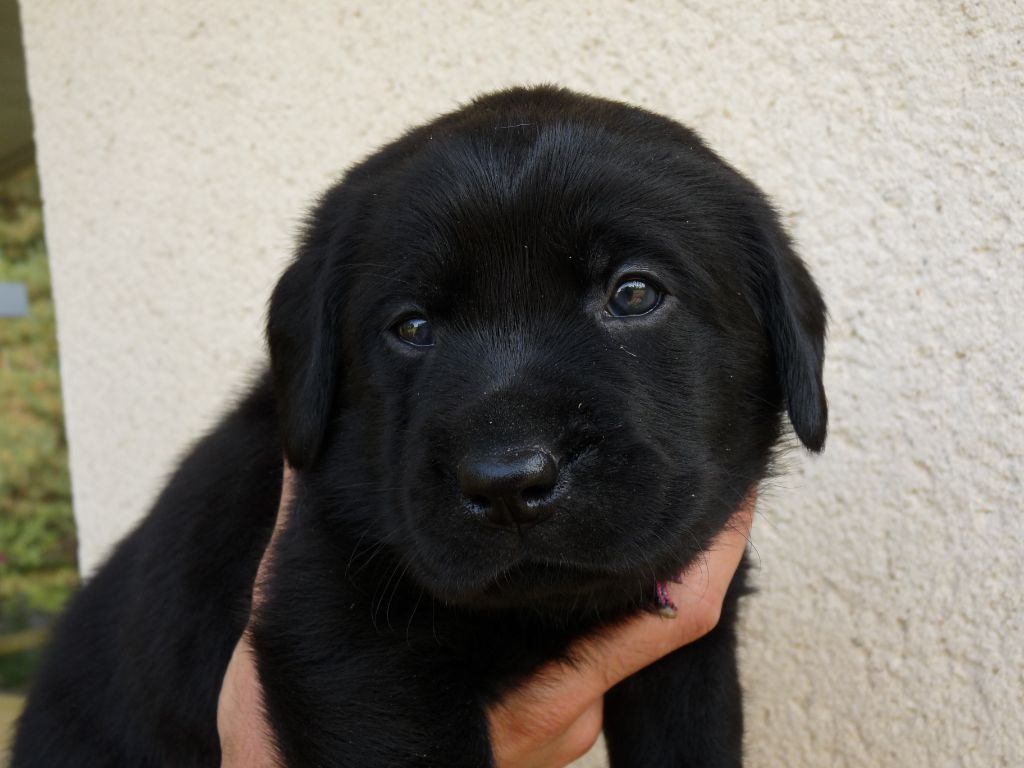 Du Myhte De Sanna - Chiots disponibles - Labrador Retriever